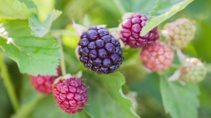 Harvoin tunnettu Boysenberry-hedelmä, jossa on runsaasti ravinteita ja etuja