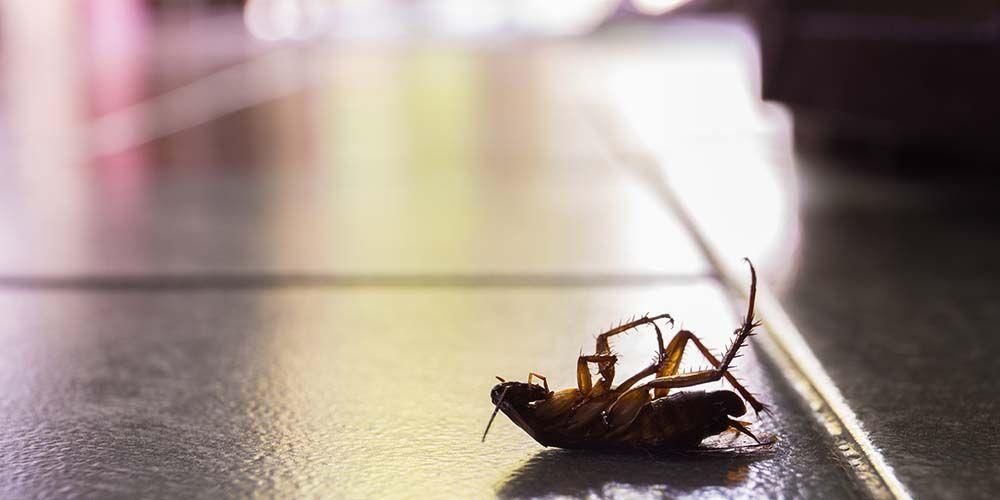 6 nebezpečí švábů pro zdraví obyvatel domu, která by neměla být podceňována