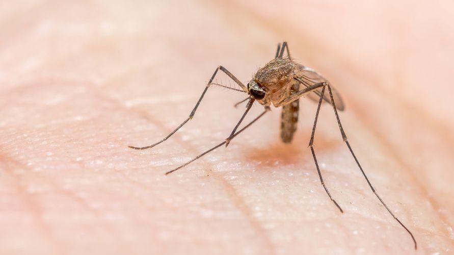 Seznámení s cerebrální malárií, která může způsobit smrt