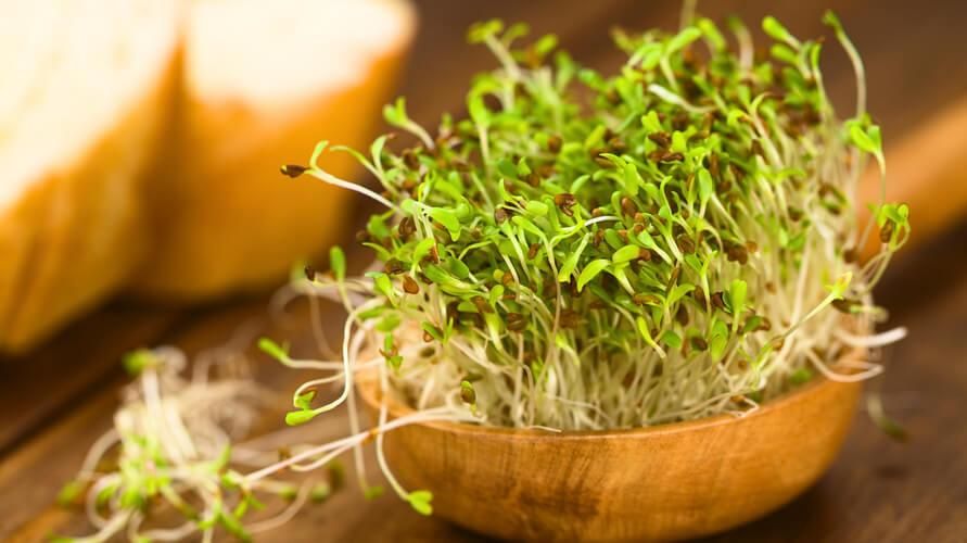 Indtager Alfalfa, en urteplante rig på vitamin K og antioxidanter