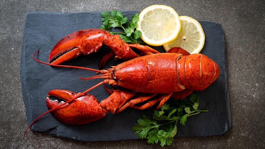 Considerada uma fonte de colesterol, esses são os benefícios da lagosta para a saúde