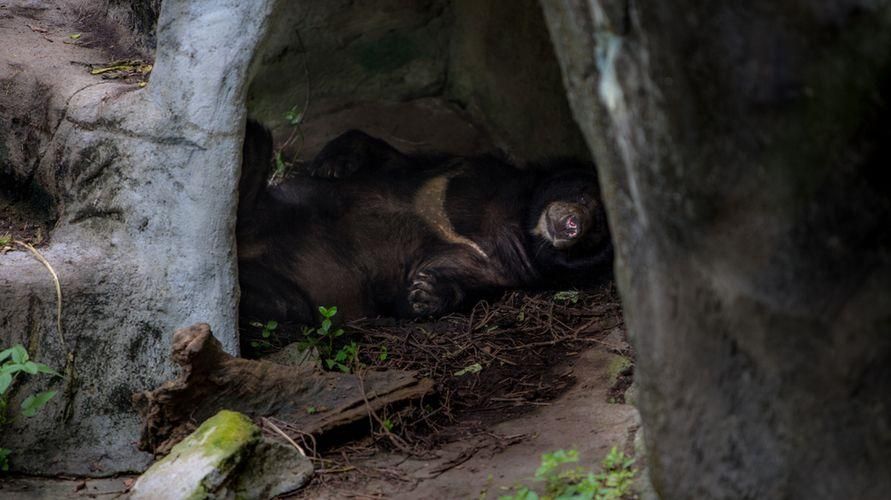 La hibernació és com sobreviuen els animals, poden fer-ho els humans?