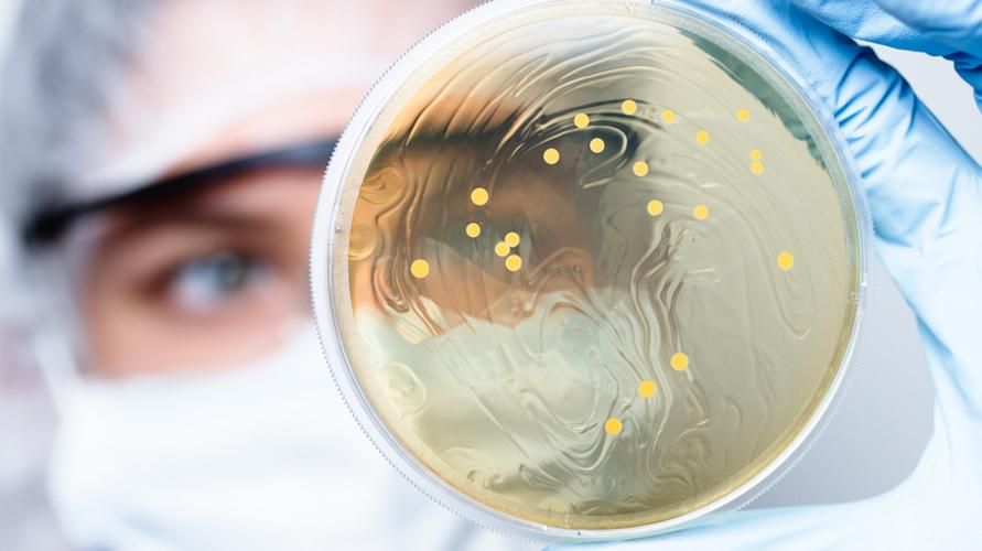 Mikrobiota: Organizmi, pomembni za zdravje