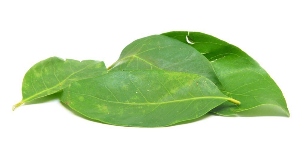 Spoznajte výhody prevarenej vody z bobkových listov, ktorá je zdravá pre telo