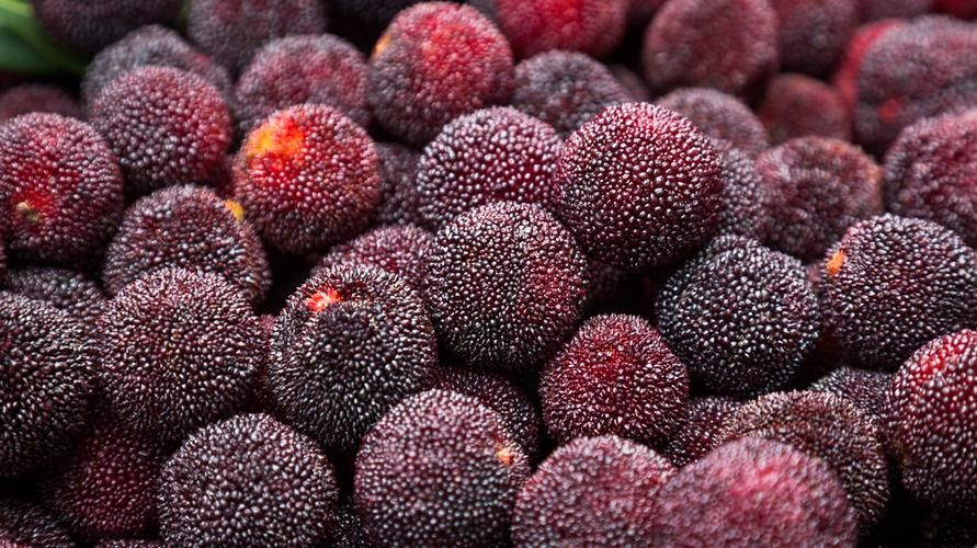 Lær Bayberry og dets potentielle sundhedsmæssige fordele at kende