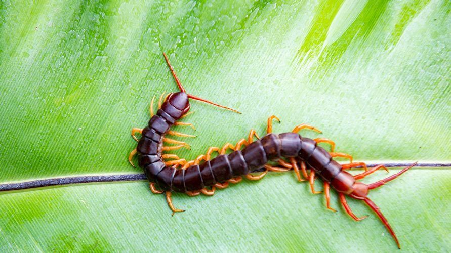 6 na Paraan para Maalis ang mga Centipedes sa Bahay