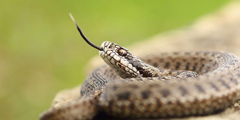 Kaip elgtis su gyvatės įkandimais, kad jie nekeltų pavojaus gyvybei
