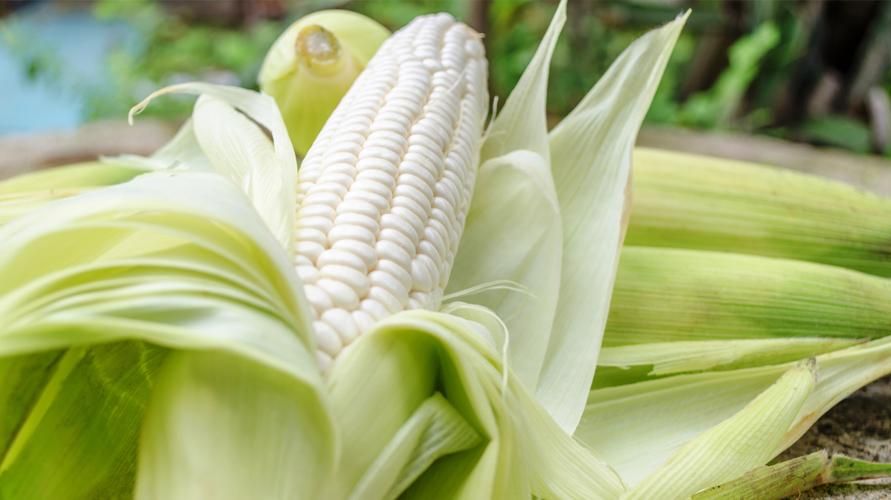 Spoznajte kukuricu Pulut, kukuricu s lahodnou a zdravou lepkavou textúrou