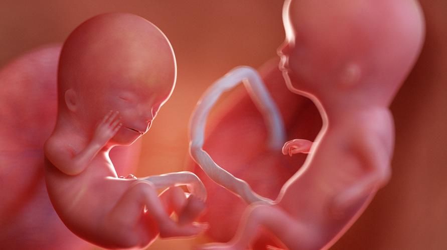 Prepoznavanje znakov in razvoja zarodkov dvojčkov v vsakem trimesečju