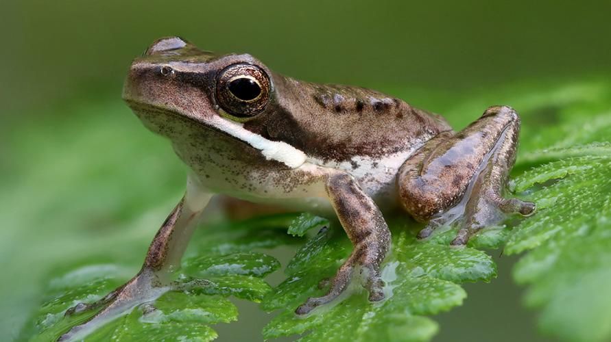 Σημάδια Ranidaphobia ή Frog Phobia, Μάθετε επίσης πώς να το ξεπεράσετε