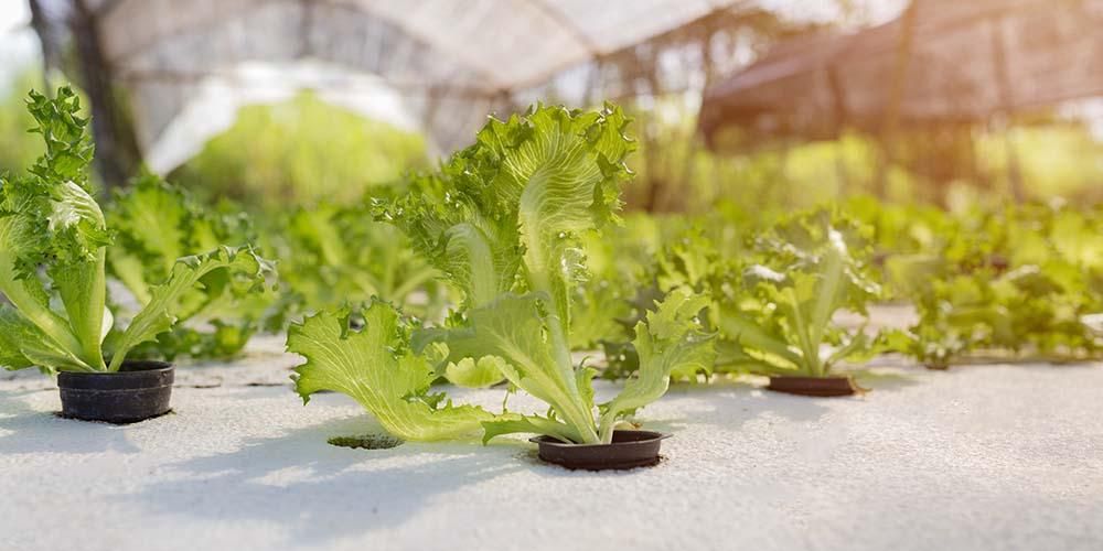水培蔬菜和有机蔬菜，哪个更健康？
