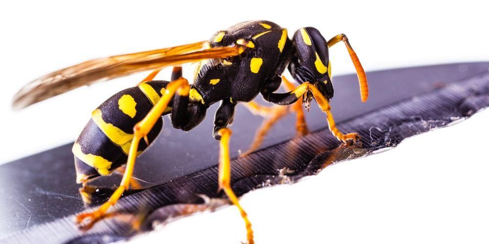 As picadas de vespa de vespa podem ser mortais, como tratá-las?