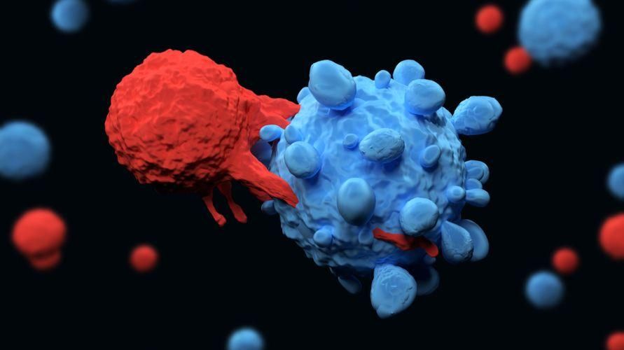 T-rakkude koorimine ja selle toimimine keha immuunsüsteemis