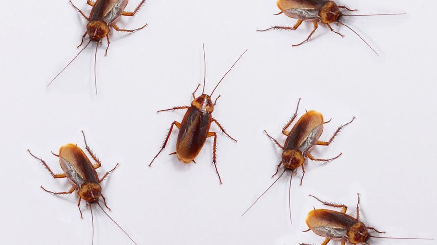 Katsaridaphobia 或蟑螂恐惧症，识别迹象以及如何克服它们