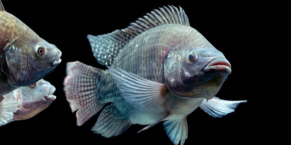 Prednosti ribe Mujair za zdravje, lahko izgubijo težo