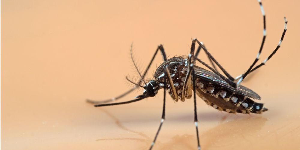 Lær Aedes Aegypti-myggen at kende, som er farlig for at sprede sygdom
