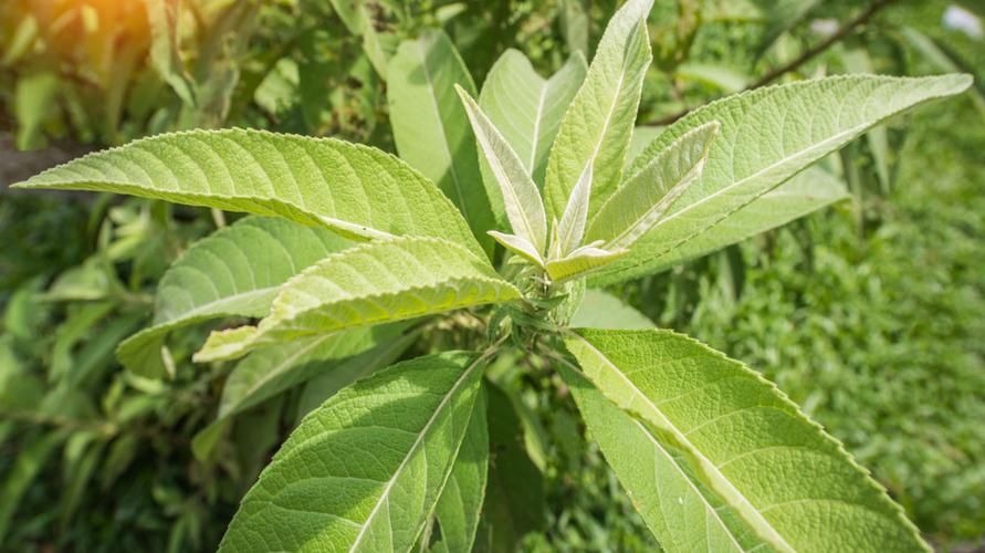 Įvairi galima Sembung lapų nauda sveikatai