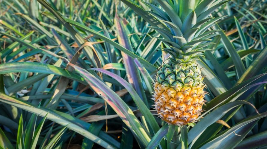 6 potencialūs ananasų lapų privalumai sveikatai