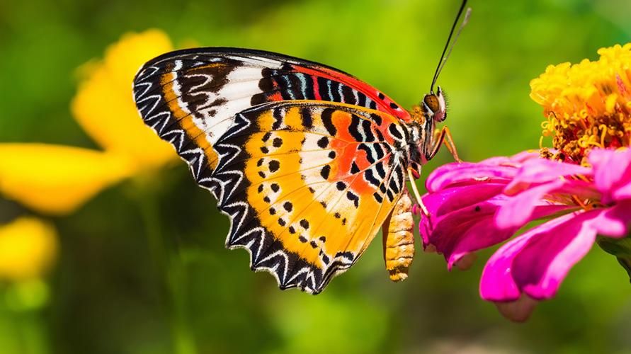 Lepidopterophobia அல்லது Butterfly Phobia சுய சிதைவைத் தூண்டும், அதை எப்படி சமாளிப்பது என்பது இங்கே