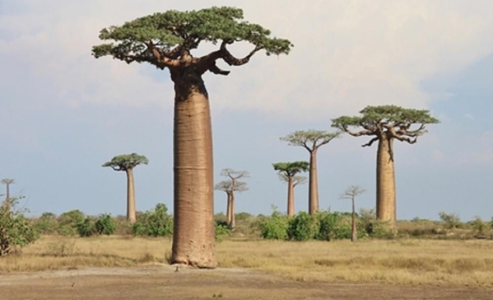 5 baobabų, aukštų medžių, kurie turi daug naudos sveikatai, privalumai