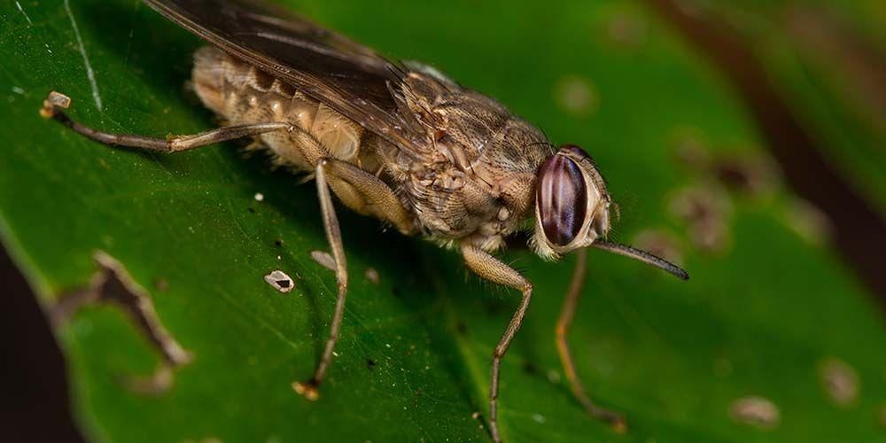 Iepazīšanās ar Tsetse mušām, kukaiņiem, kas izraisa miega slimību