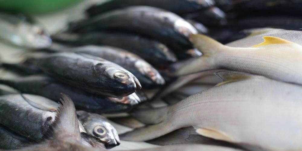 صحت کے لیے اسکیپ جیک مچھلی کی غذائیت اور فوائد کے بارے میں جانیں۔