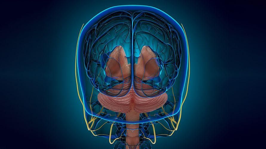 Agenesis Corpus Callosum, seisund, kui parem aju ei ole ühendatud vasaku ajuga