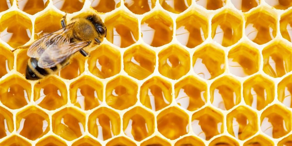 Forskellige fordele ved Honeycomb og hvordan man bruger det