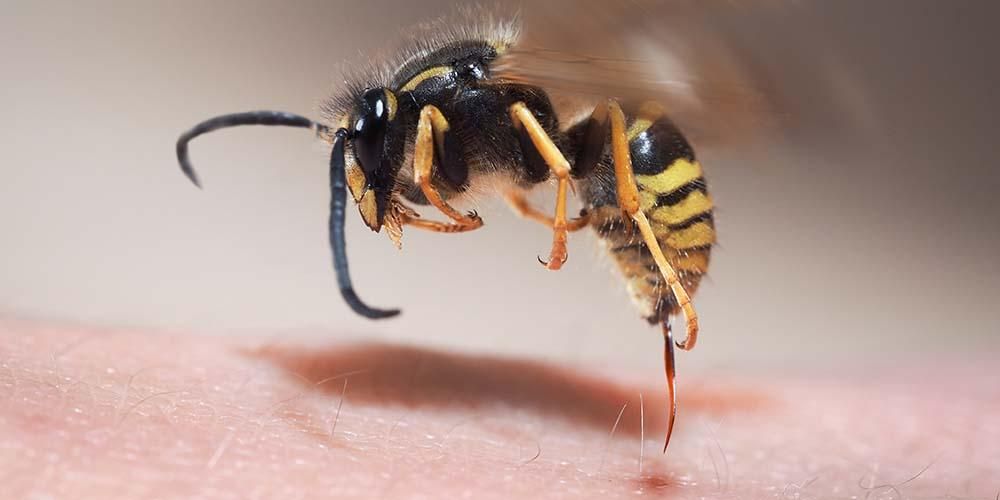 5 prednosti zdravljenja s čebeljimi piki, ki so dobre za telo