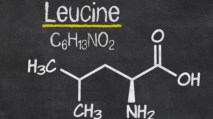 Leucina é um aminoácido essencial, conheça suas funções vitais