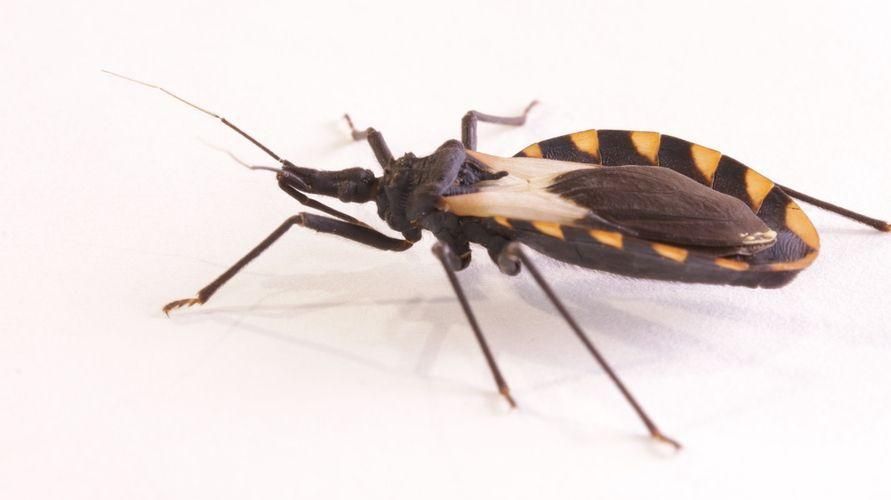Triatombid forårsager Chagas sygdom, vær opmærksom på farerne ved disse insekter