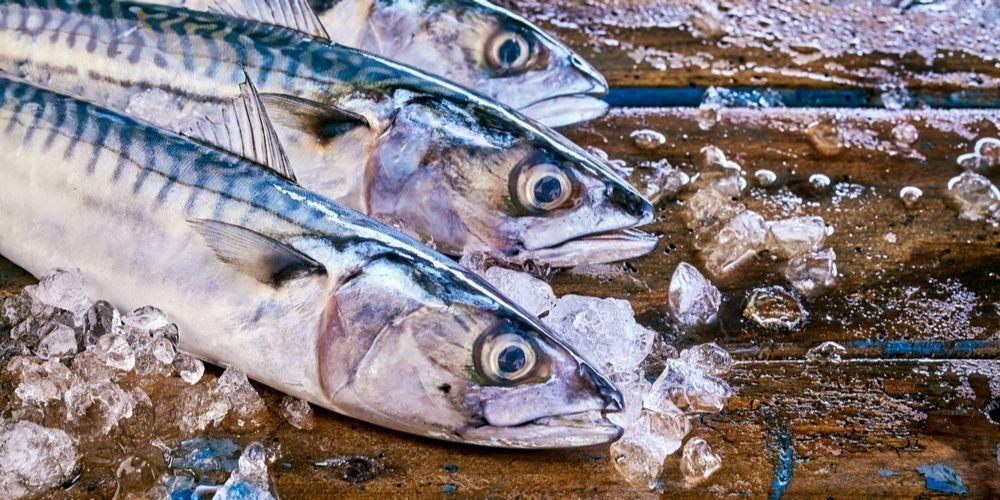 Sužinokite apie žuvies ar skumbrės naudą ir jų maistinę sudėtį