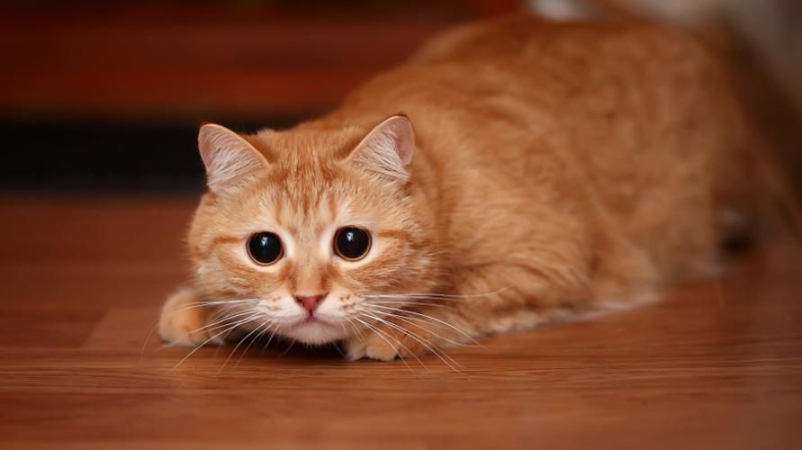 Ailurofobie způsobuje, že se postižený nadměrně bojí koček
