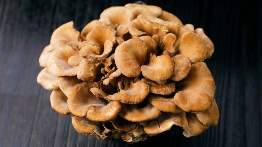 舞茸蘑菇的好处，从降低胆固醇到治疗癌症