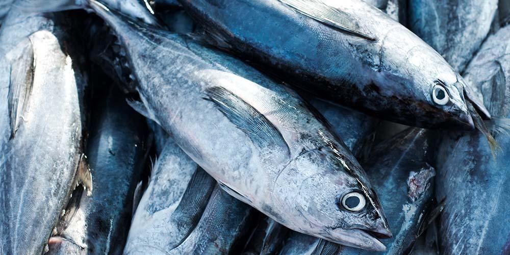 Fordelene med tunfisk for babyer og risikoene du trenger å vite