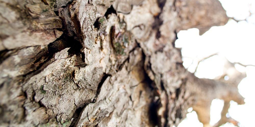 4 características da doença da casca do homem da árvore que são facilmente reconhecidas