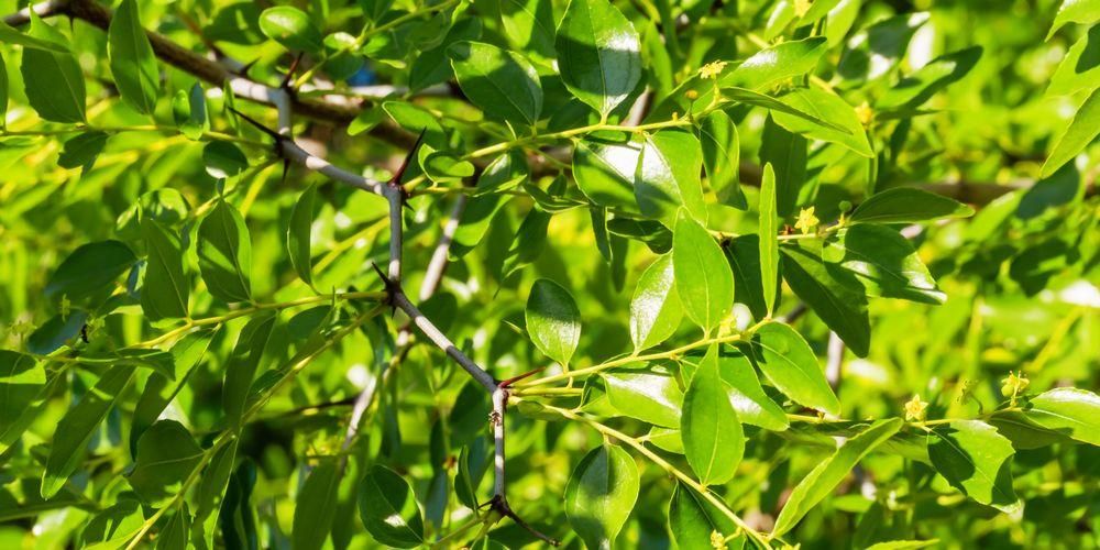 Предности лишћа Бидаре, Зелени који воли сува места