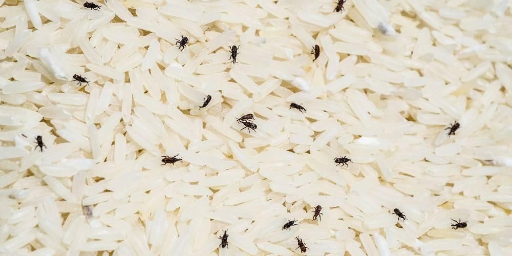 Jak se zbavit rýžových vší je efektivní dělat