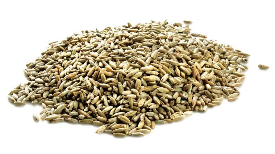 黑麦又名黑麦营养丰富的各种好处
