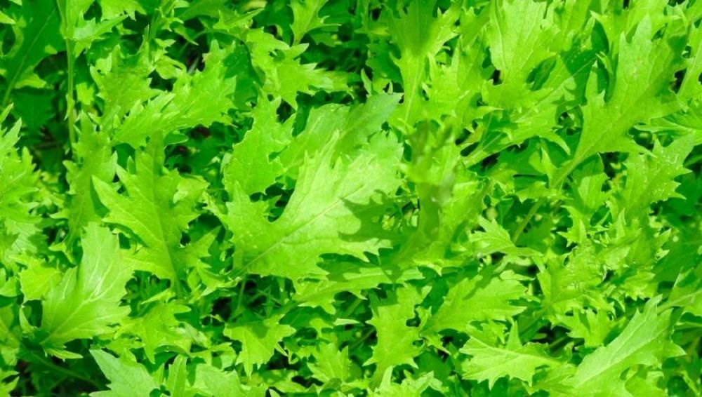 ارگولا ایک اعلی غذائیت والی کراس سبزی ہے، یہاں جسم کے لیے اس کے فوائد ہیں۔