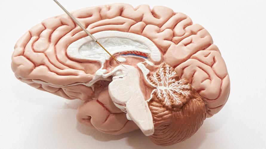 Smadzeņu stumbra anatomija, funkcija un veselības problēmu risks