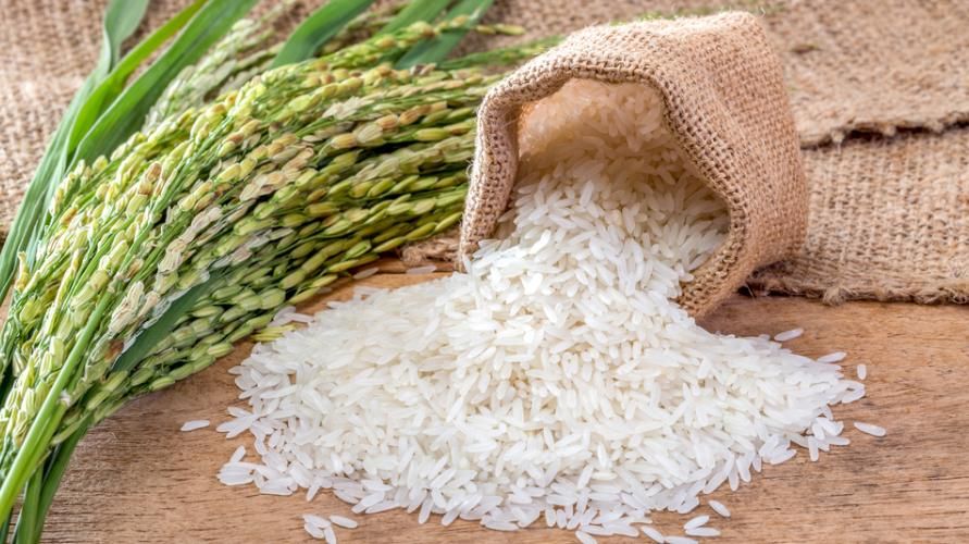 Perigos de comer arroz cru para a saúde