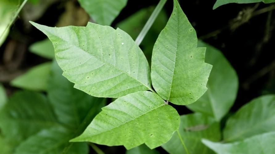 Poison Ivy, jedovatá rastlina, ktorá spôsobuje vyrážky