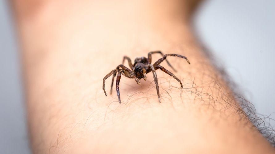 Virkningen af ​​at blive bidt af en edderkop og hvilken førstehjælp der skal udføres