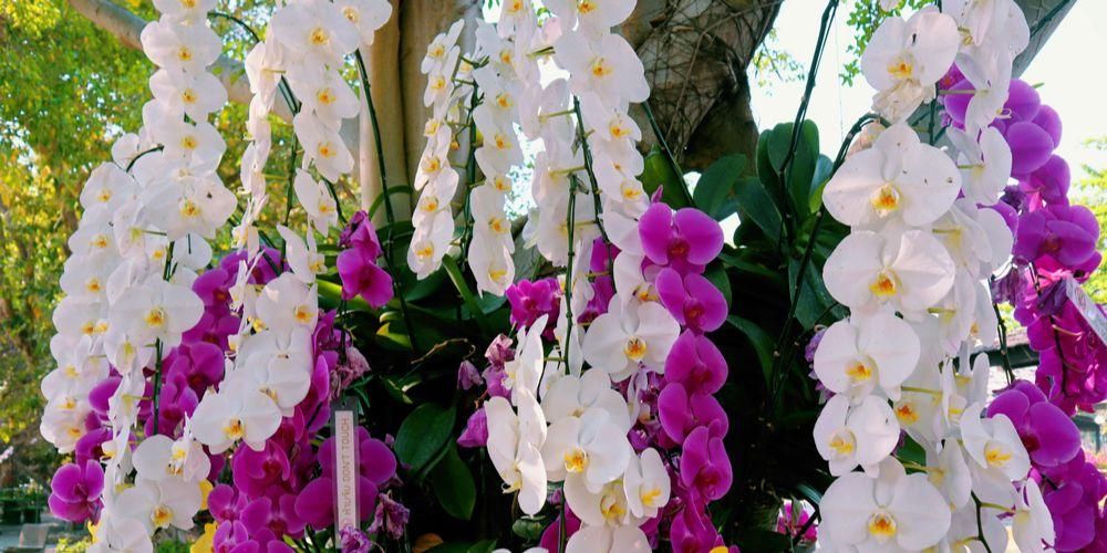 Tutustu orkideoiden terveyteen ja kauneuteen