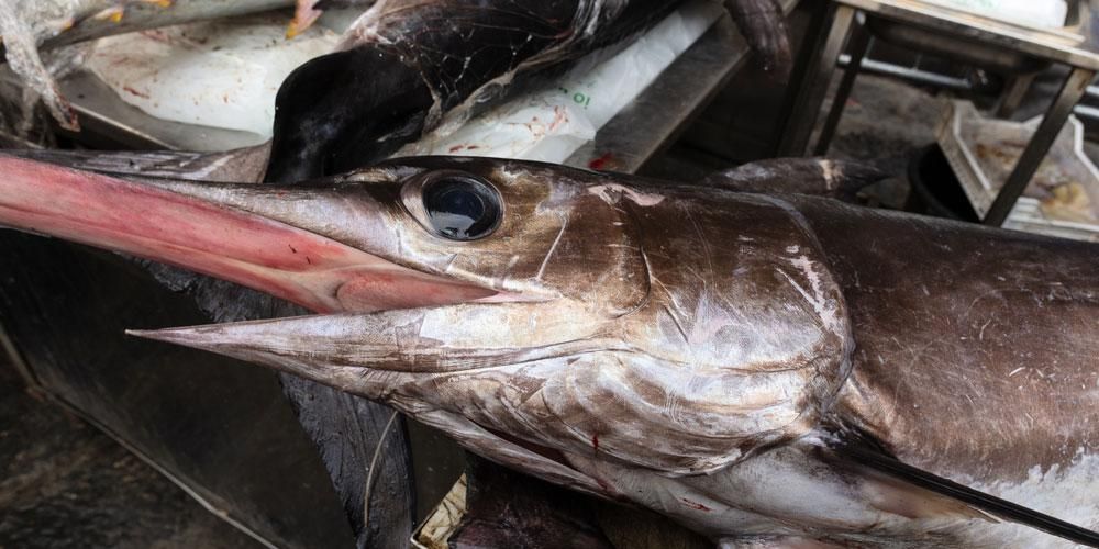 Избегавајте ову врсту рибе да бисте спречили тровање живом