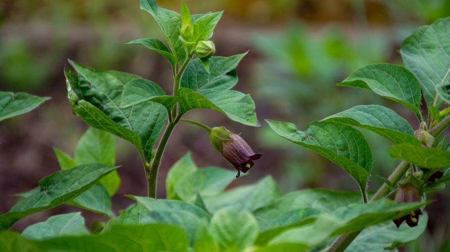 Vrsta nepričakovanih koristi strupenih rastlin belladone