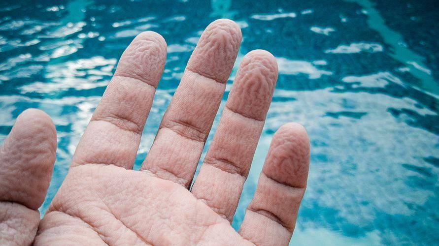 Per què s'arruga els dits cada vegada que esteu a l'aigua durant molt de temps?