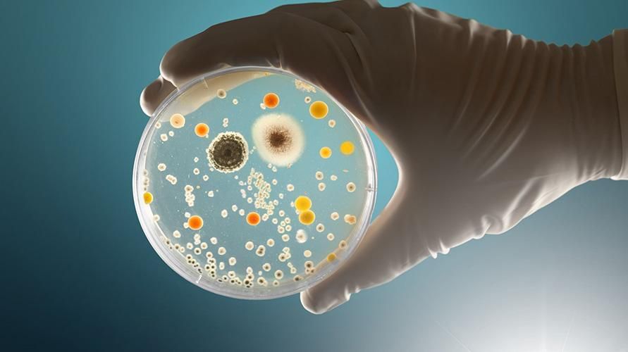 Pogosto obtoženi, da je glavni mož bolezni, kakšna je pravzaprav vloga bakterij?