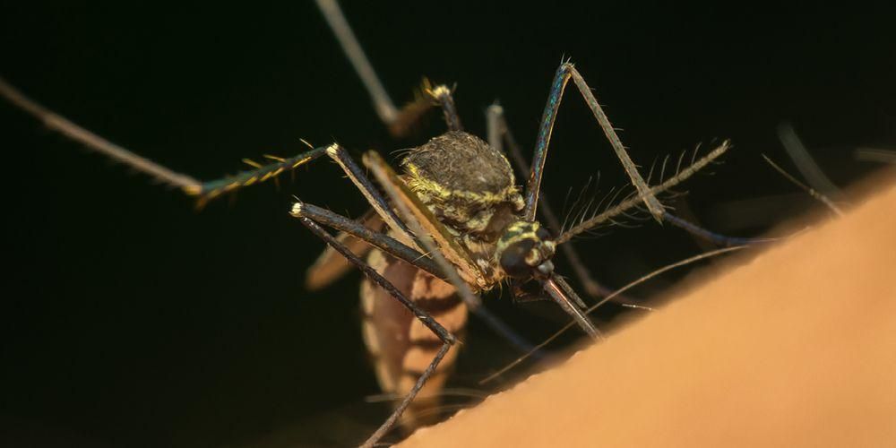 Iepazīšanās ar diviem Chikungunya odiem, Aedes Aegypti un Aedes Albopticus